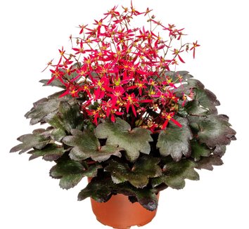Saxifraga fortunei Beni Tsukasa- есенна саксифрага (1602)